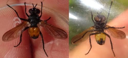Hemyda obscuripennis